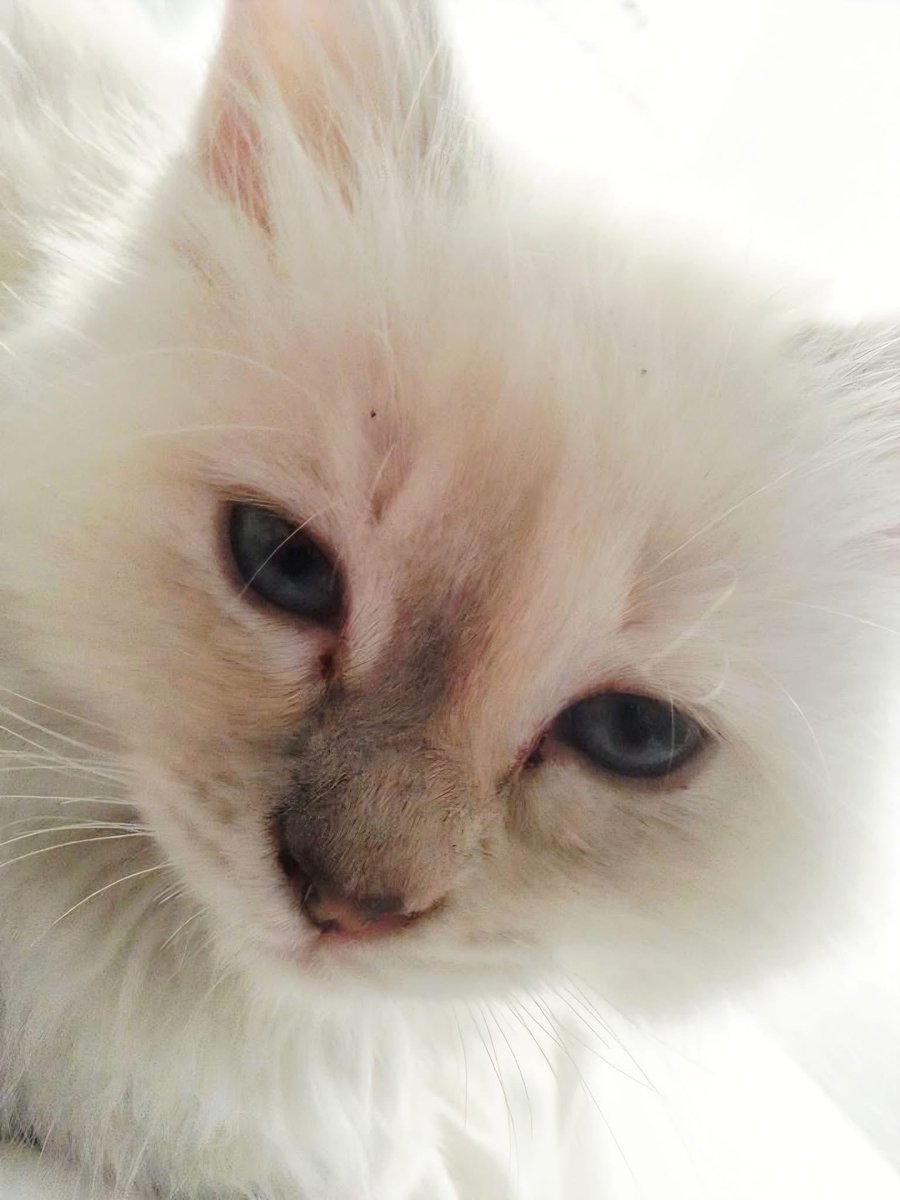 VetsGetScanning's tweet image. Devon and Cornwall Police @DC_Police failing the #PetAbduction Act and gaslighting the microchip registered family, who’ve been waiting ten years to get a call about their cat Binky 

Can anyone #HELP 

Original post from Hector’s House Cat Rescue on Facebook: