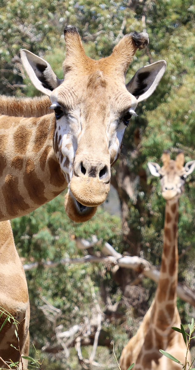 AttersonBarbara's tweet image. Let’s see some zoo photos!

QP or RT your bestest zoo pic!

1 - watchful tiger
2 - curious giraffe
3 - smug koala
4 - peckish jaguar!