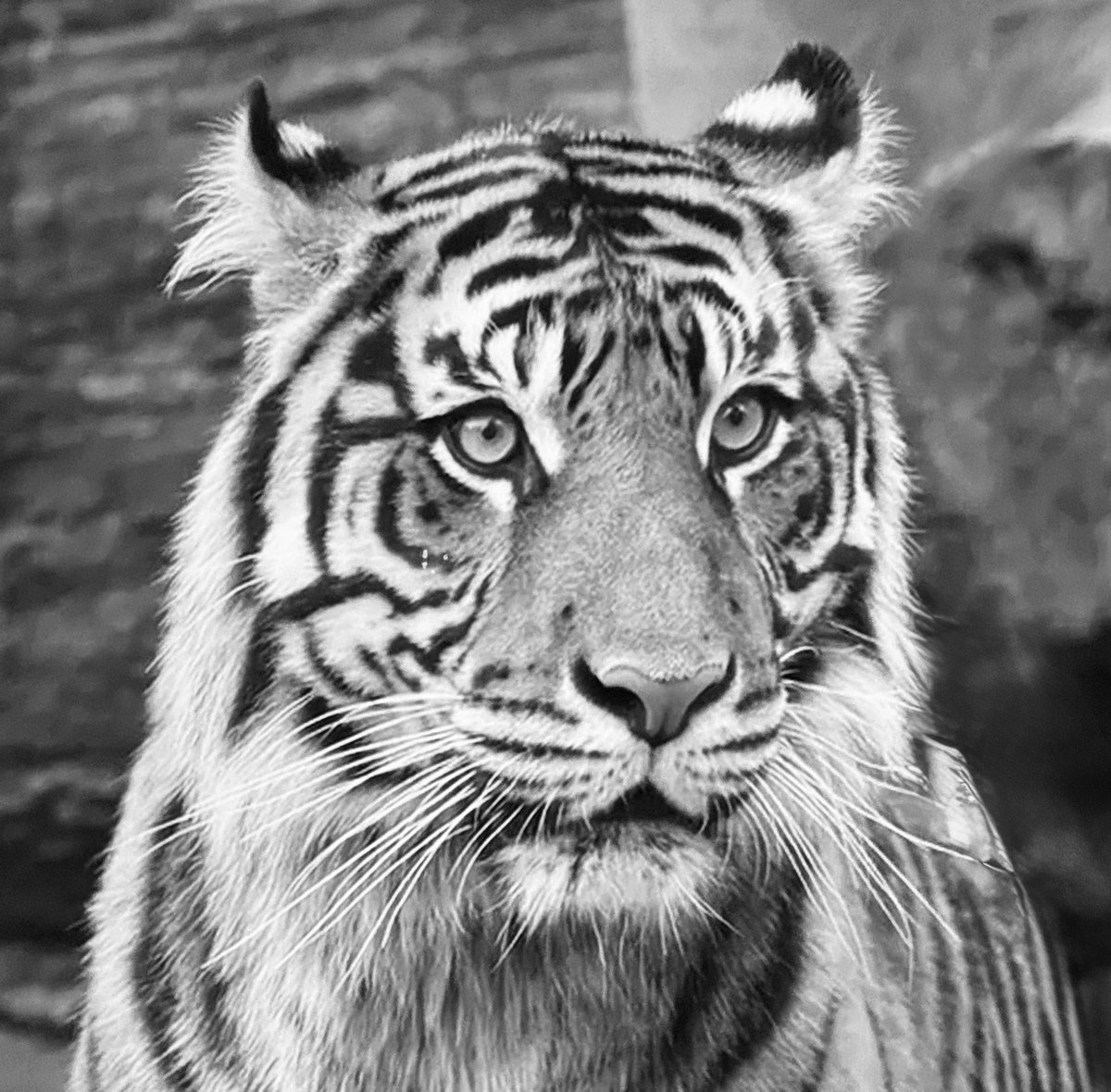 AttersonBarbara's tweet image. Let’s see some zoo photos!

QP or RT your bestest zoo pic!

1 - watchful tiger
2 - curious giraffe
3 - smug koala
4 - peckish jaguar!