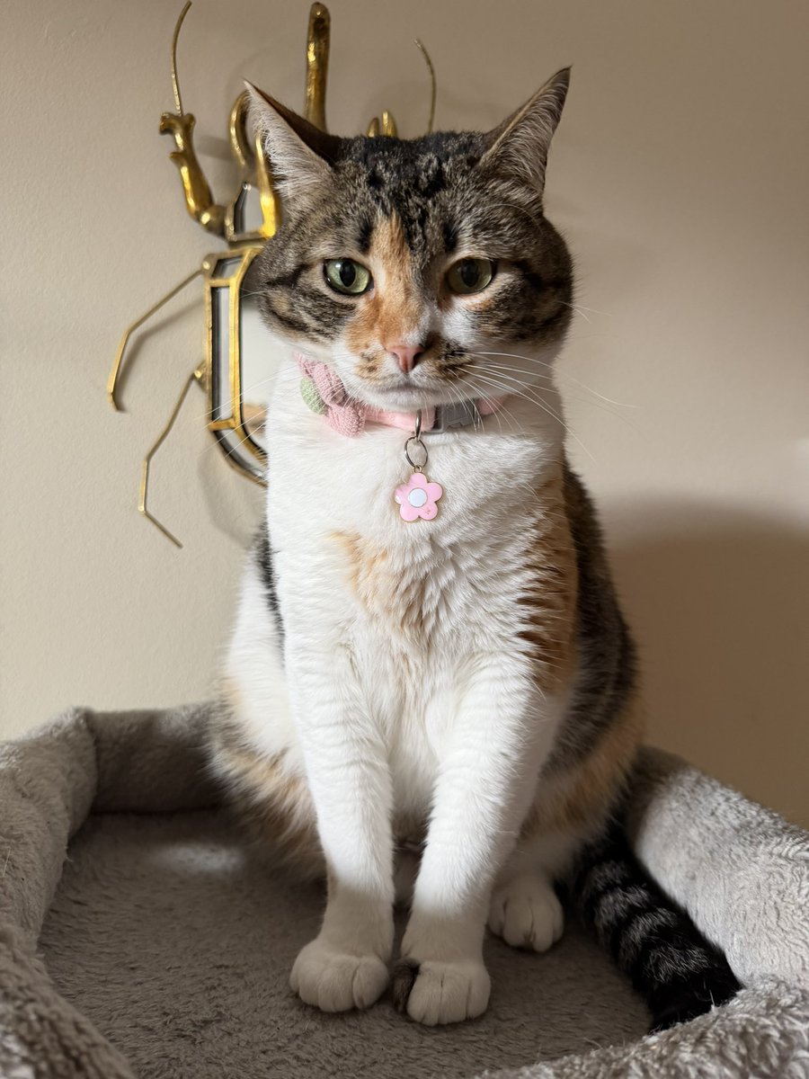 natalha gentalha tweet media