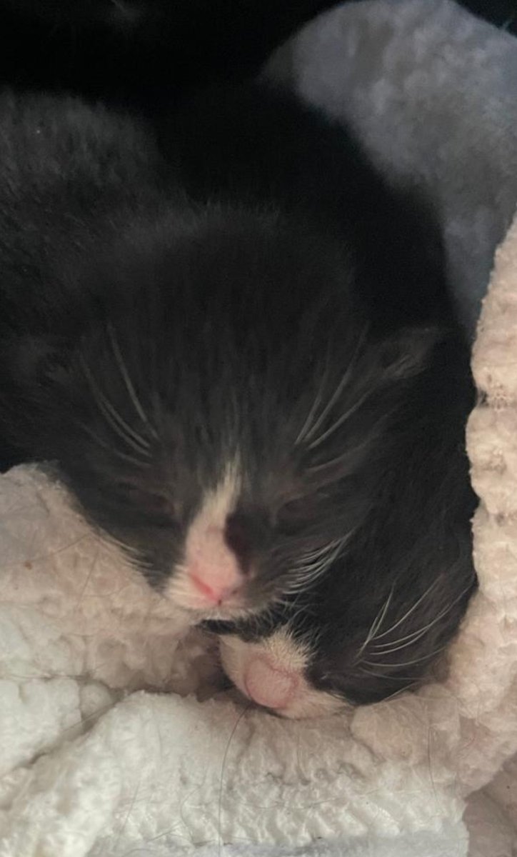 RappCats tweet media