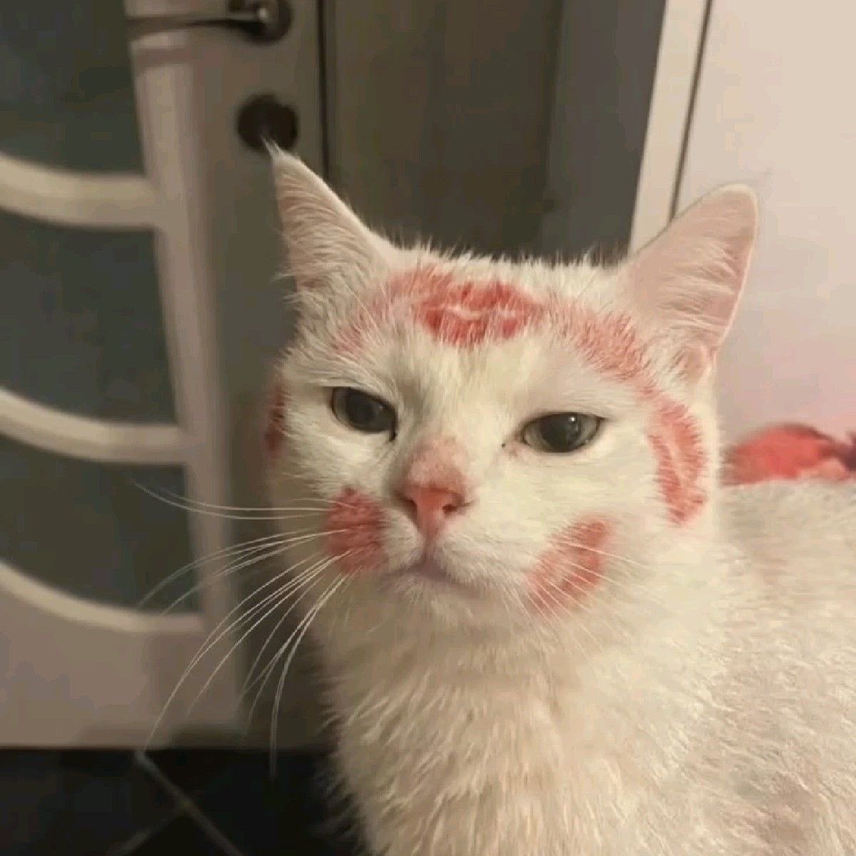 scylla ♡ tweet media