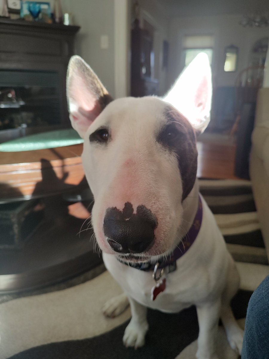 Spike The Rescue Pup & Rex The TV Terrier ®🌈🐾 tweet media