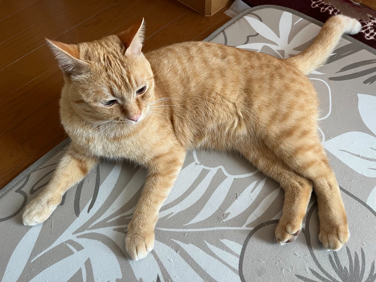 ヒゲピヨ tweet media