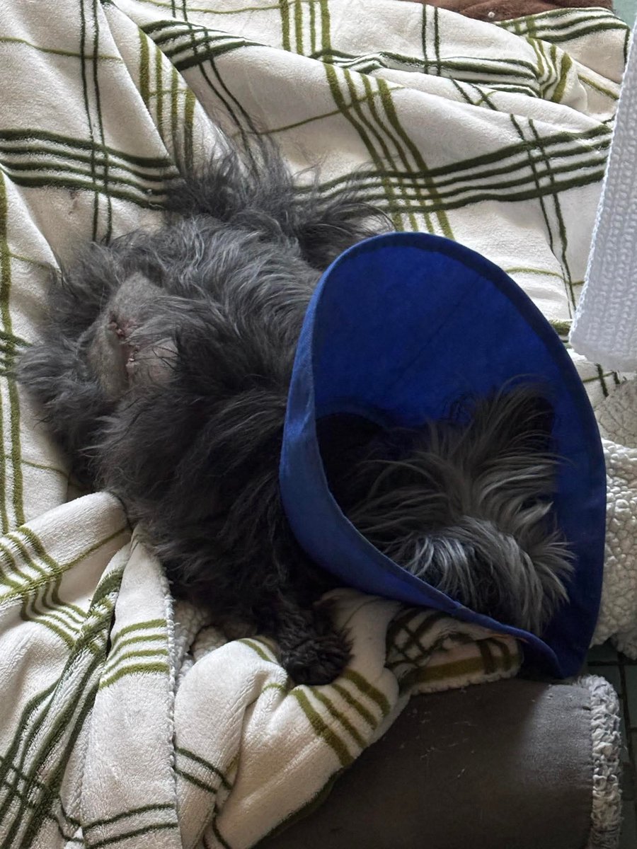 Poor Peppers McCorkle. He had a growth pop up that  aspirated Friday as a mast cell. 😔 Thankfully we got in for surgery quickly! Prayers &amp; good vibes sent our way would be appreciated &amp; any help contributing to his $906 bill  would  be fantastic! tysonschance.org
#donate