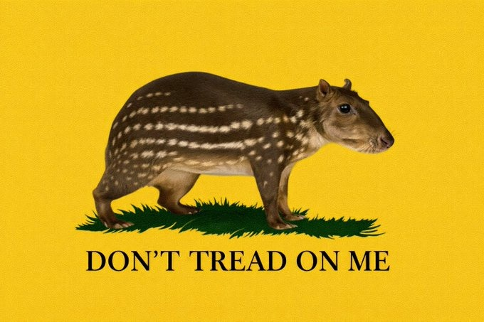 Eli Vieira tweet media