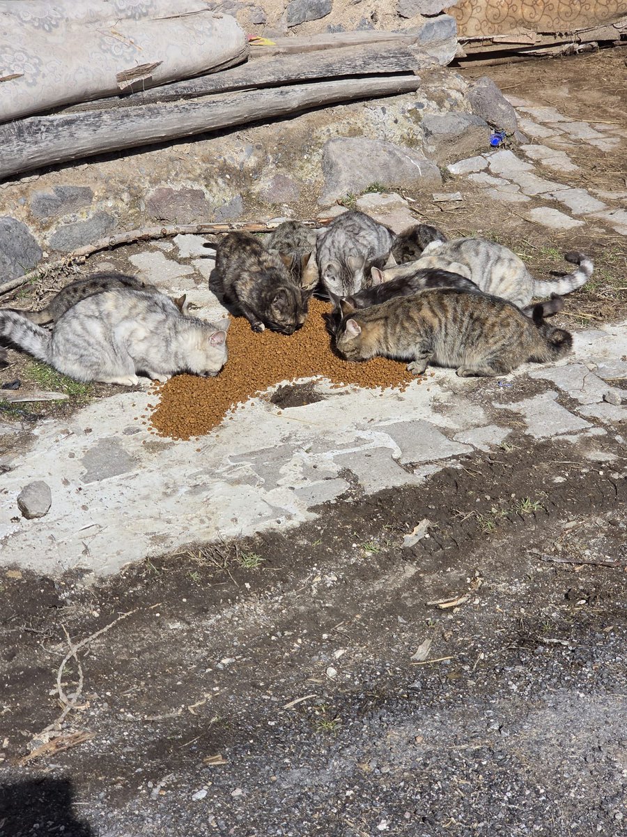 ankarapatiliky's tweet photo. Bir çok noktada beslemelerimize devam ediyoruz.çok zora düştük. Patiliköy alın kurtardın diyenlerin çoğu gitti. Biz bunu haketmedik. https://t.co/2zxarCo3RZ