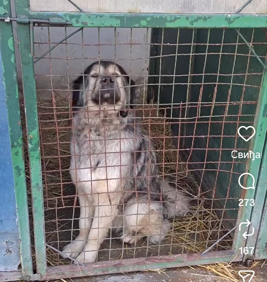 Šarplaninac, prihvatilište Kovin
Beban mali 🥺♥️🐾