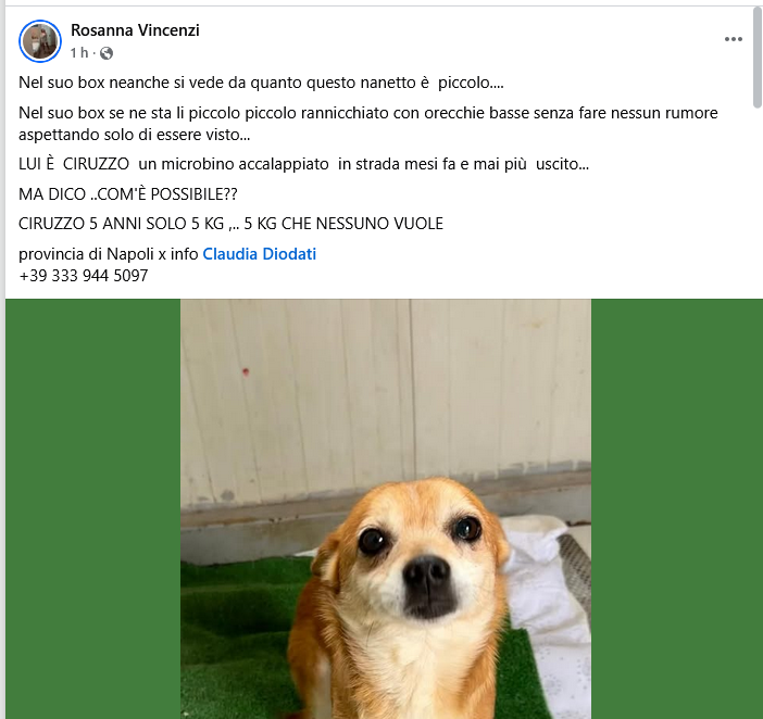 Nessuno puà prendere Ciruzzo? Dai, su...