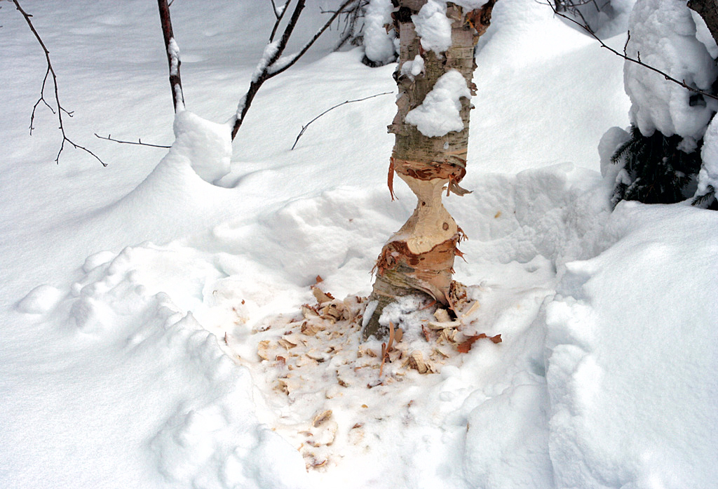 Ontario Parks NE tweet media