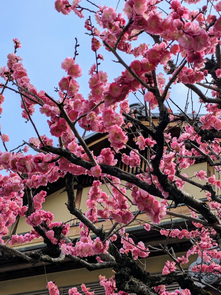 gnossienne_one's tweet photo. tokyo in sakura season has been one of my favourite walks https://t.co/VteJQEhvDc