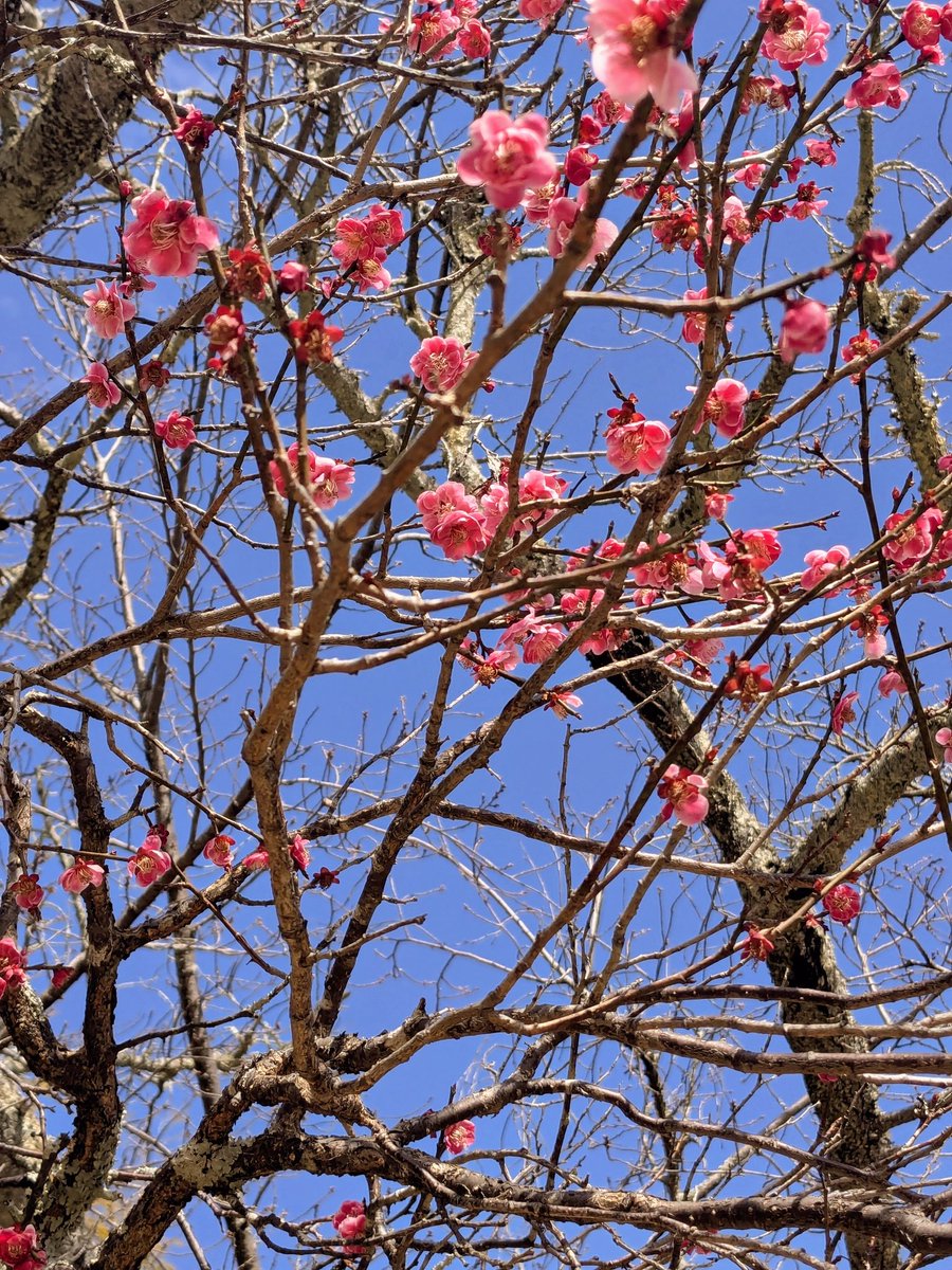 gnossienne_one's tweet photo. tokyo in sakura season has been one of my favourite walks https://t.co/VteJQEhvDc