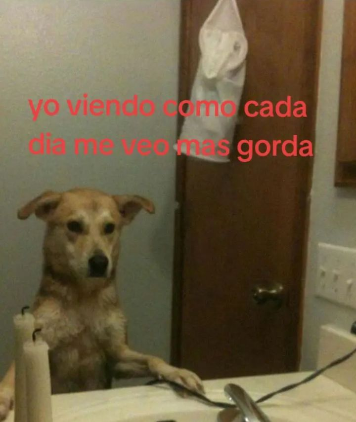 kit - kat tweet media