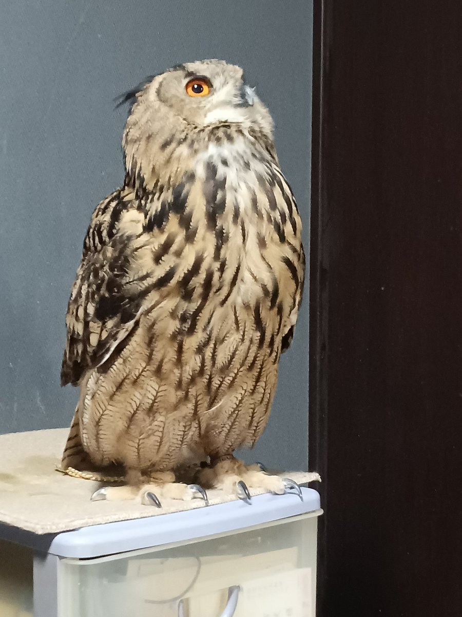 おはようございます🦉