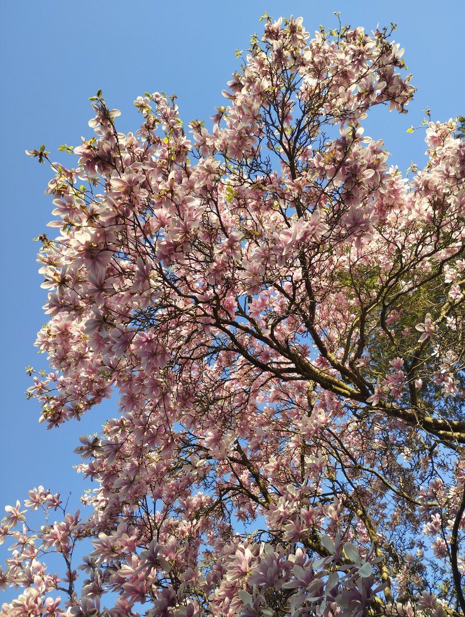 lalitpatnaik's tweet image. Magnolias above the bicycle path in St. Peter, Graz. #HelloSpring