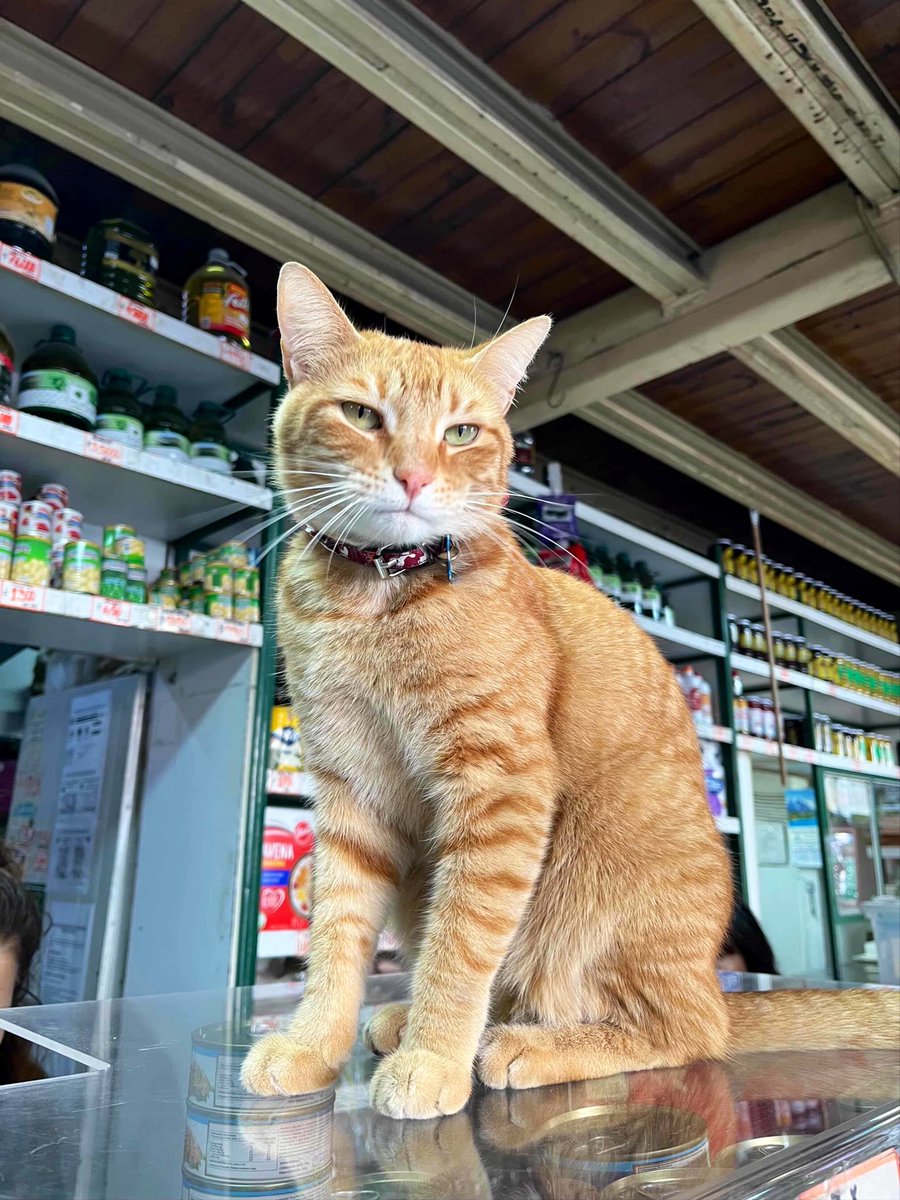 Bodega Cats tweet media