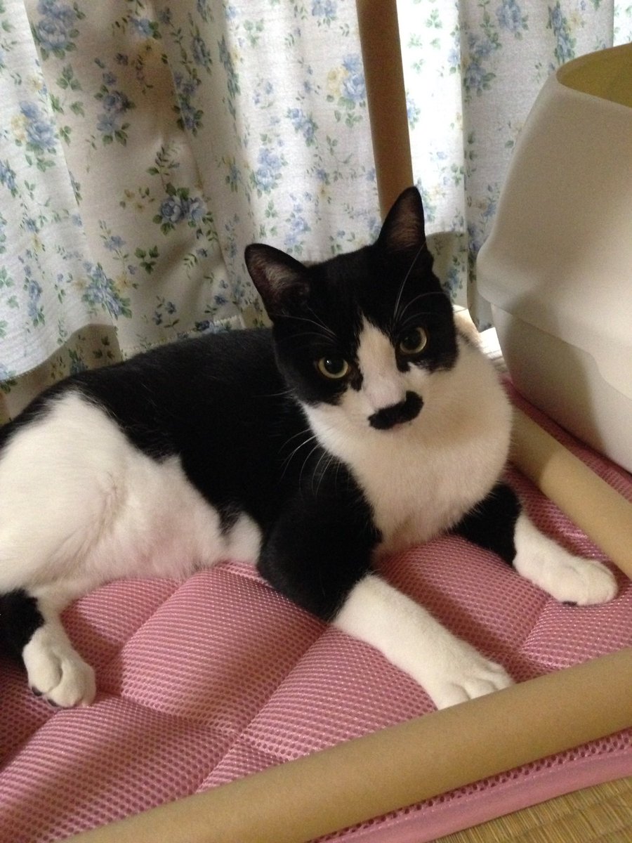 ヒゲ猫トマとウニ tweet media