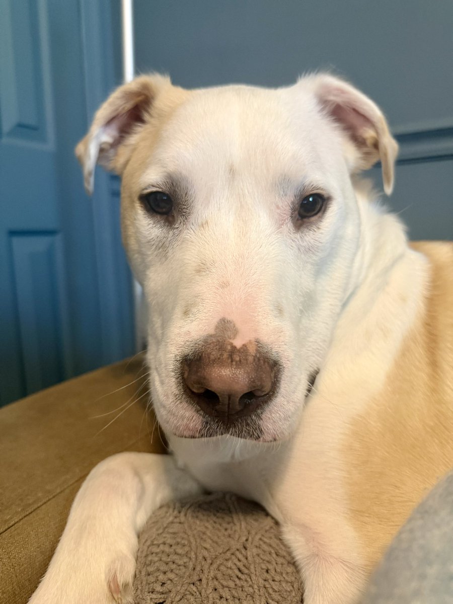 Herzog Malognia tweet media