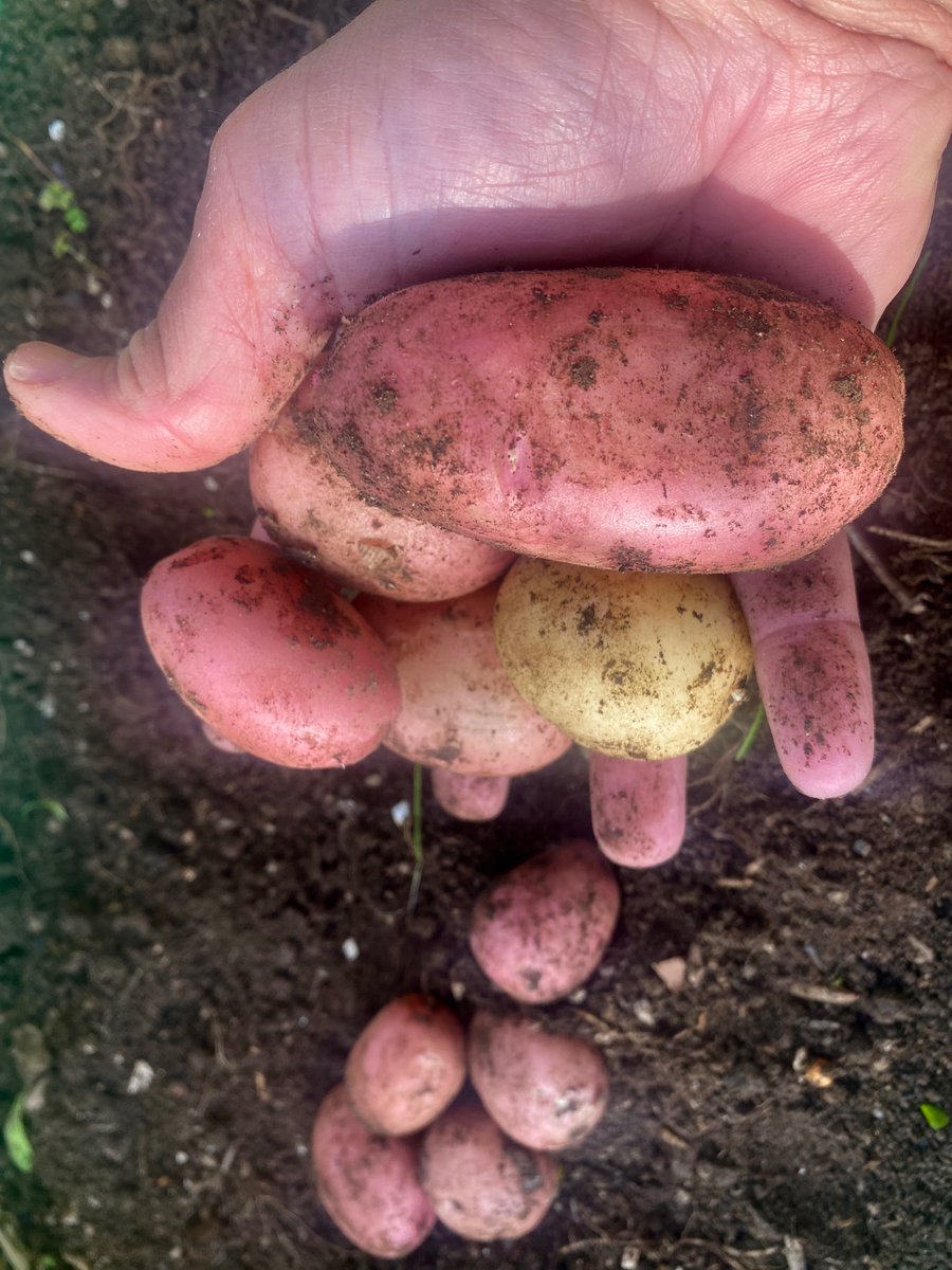 bakrim2000's tweet image. First early potatoes being harvested today. 
These were planted on the 06 Jan
#allotment #cornwall