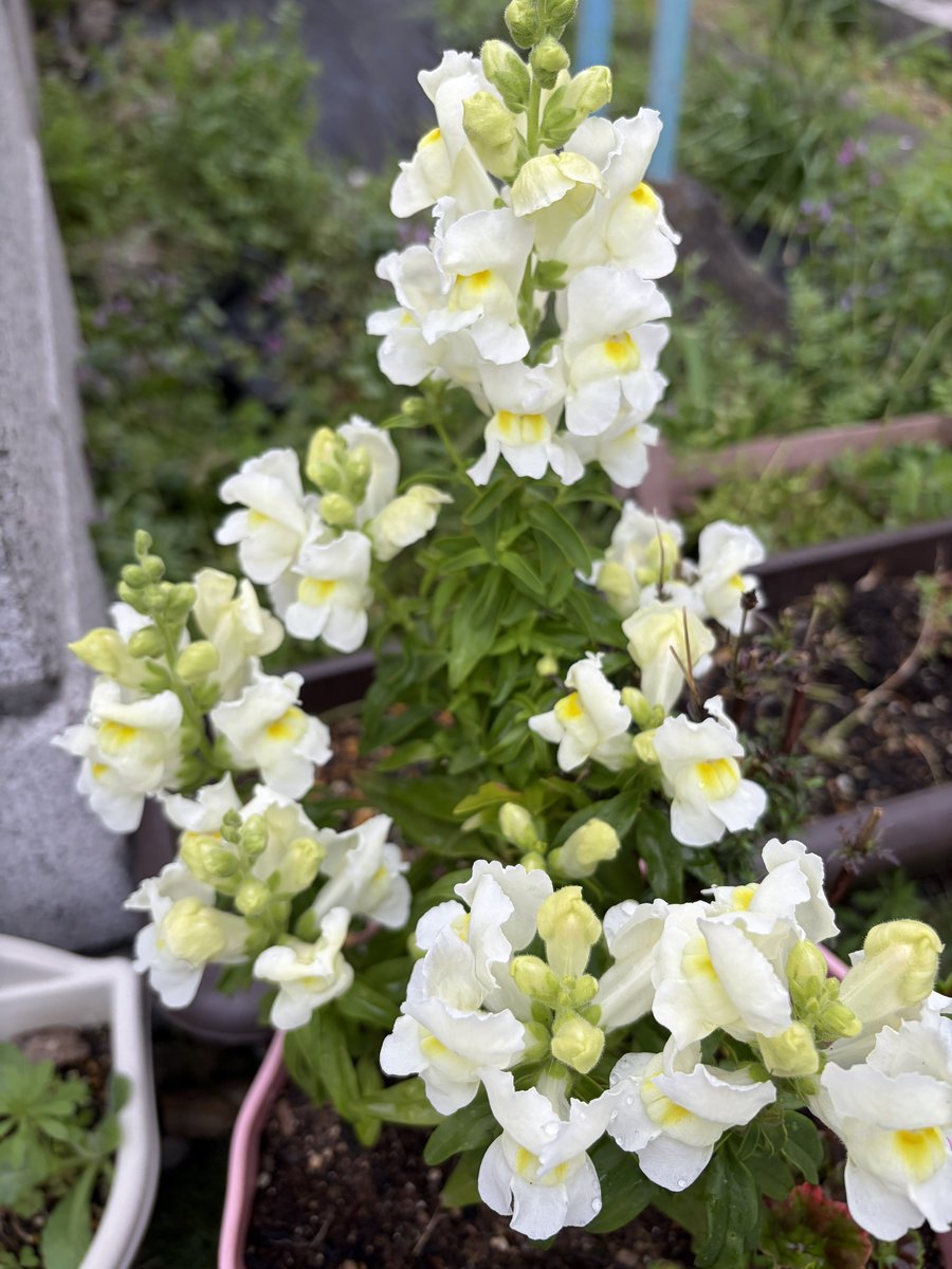 てこパカ(tecopaca)新肉球同盟写真部😻清掃隊🧼咲顔繋がり💜 tweet media