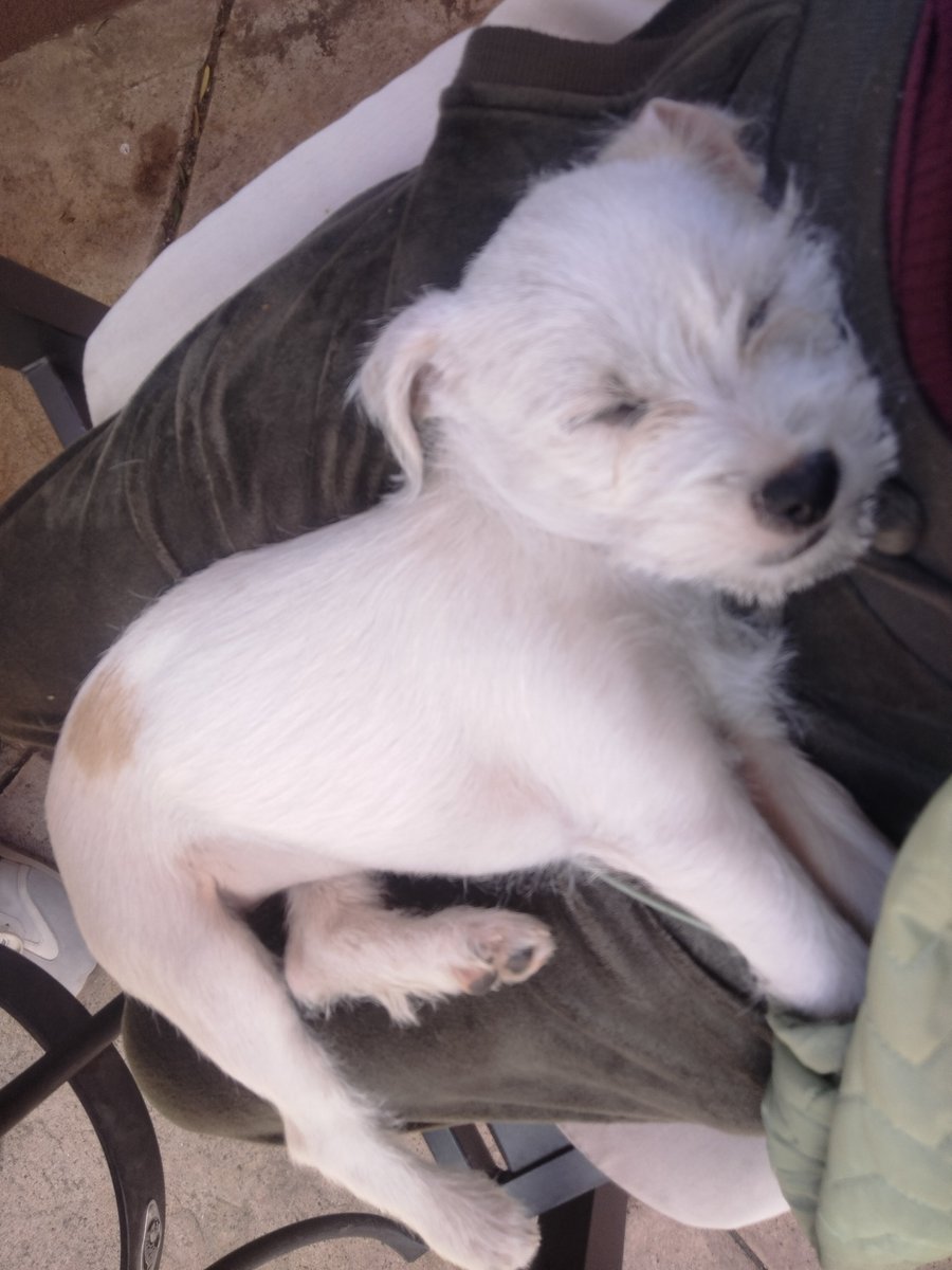 LiveToLove tweet media