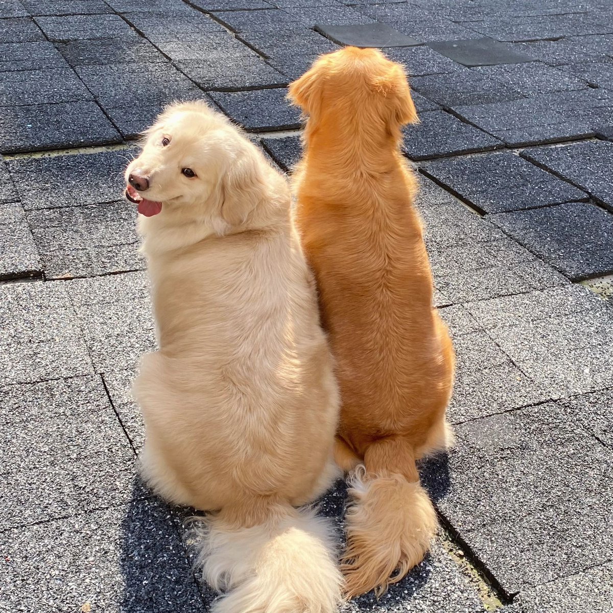 Annie Tyrell tweet media