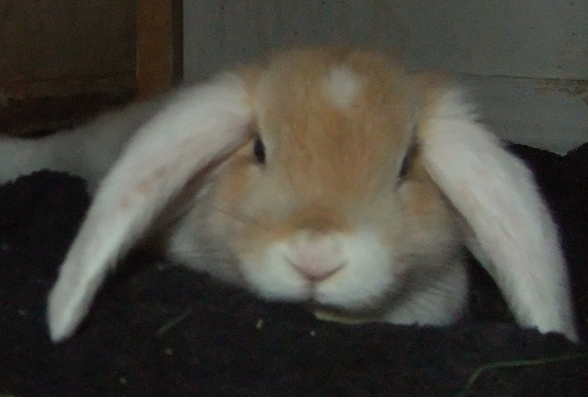 The Tranquil Rabbit Sanctuary. tweet media