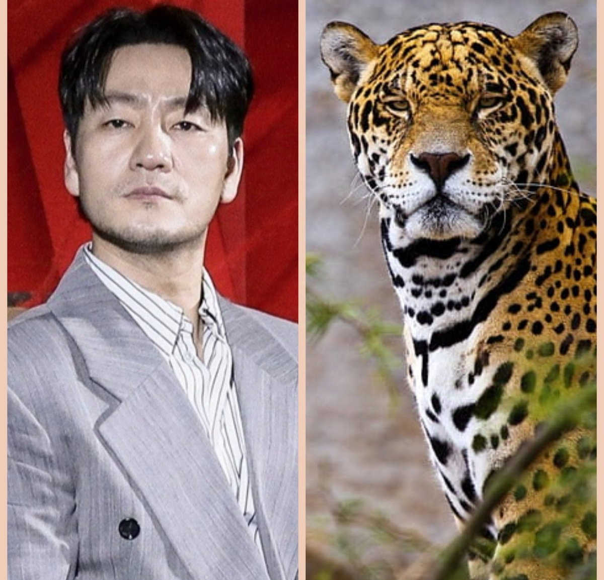 whiskas_paw's tweet image. I get why everyone calls Hae-soo a bear, the vibe is definitely there. But look at him... the cat energy is undeniable. Just a pure jaguar 🐾🐆

#phs #parkhaesoo