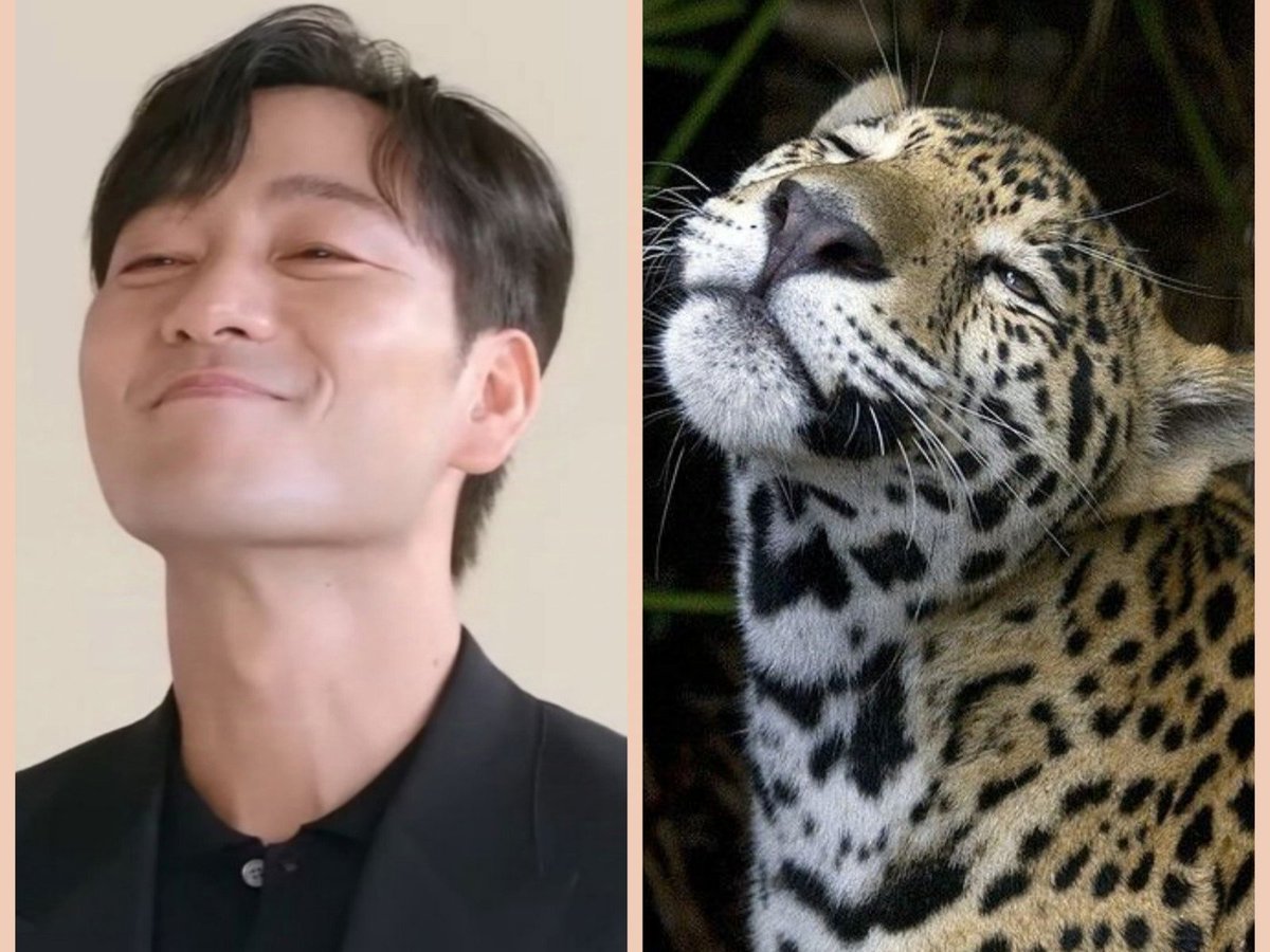 whiskas_paw's tweet image. I get why everyone calls Hae-soo a bear, the vibe is definitely there. But look at him... the cat energy is undeniable. Just a pure jaguar 🐾🐆

#phs #parkhaesoo