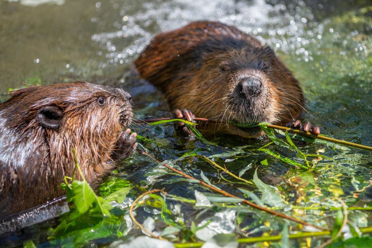 PtDefianceZoo's tweet image. Say hello to the beaver family, Nutmeg, Walnut, and Butternut, for #InternationalBeaverDay! These busy builders are more than just cute; they’re ecosystem engineers. In the wild, their dams help create wetlands that provide vital habitat for fish, birds, amphibians, and more.