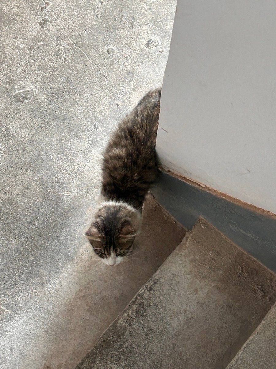 Suffolk Stress tweet media