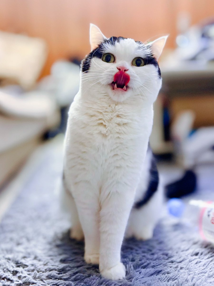 ももきち tweet media