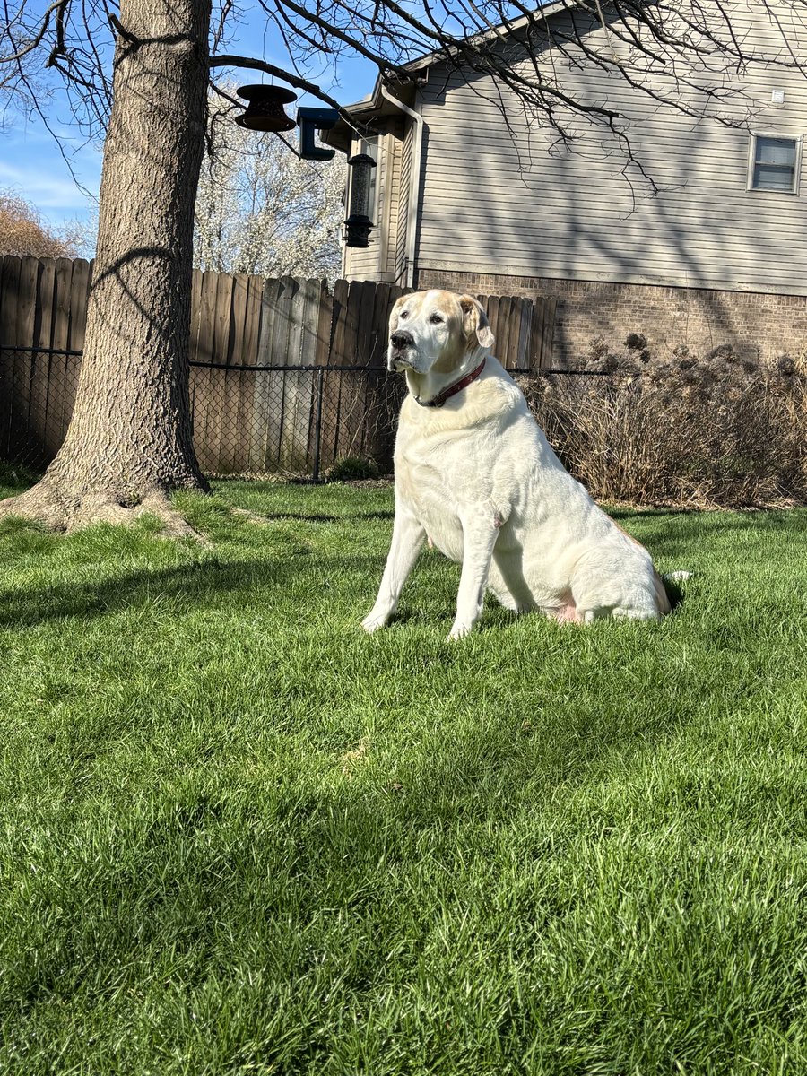 Crobb88's tweet photo. Spring has sprung and boy are we happy about that. Thank god for the sun. #stbernards #greatpyraneesmix https://t.co/PXu9D1dA9d