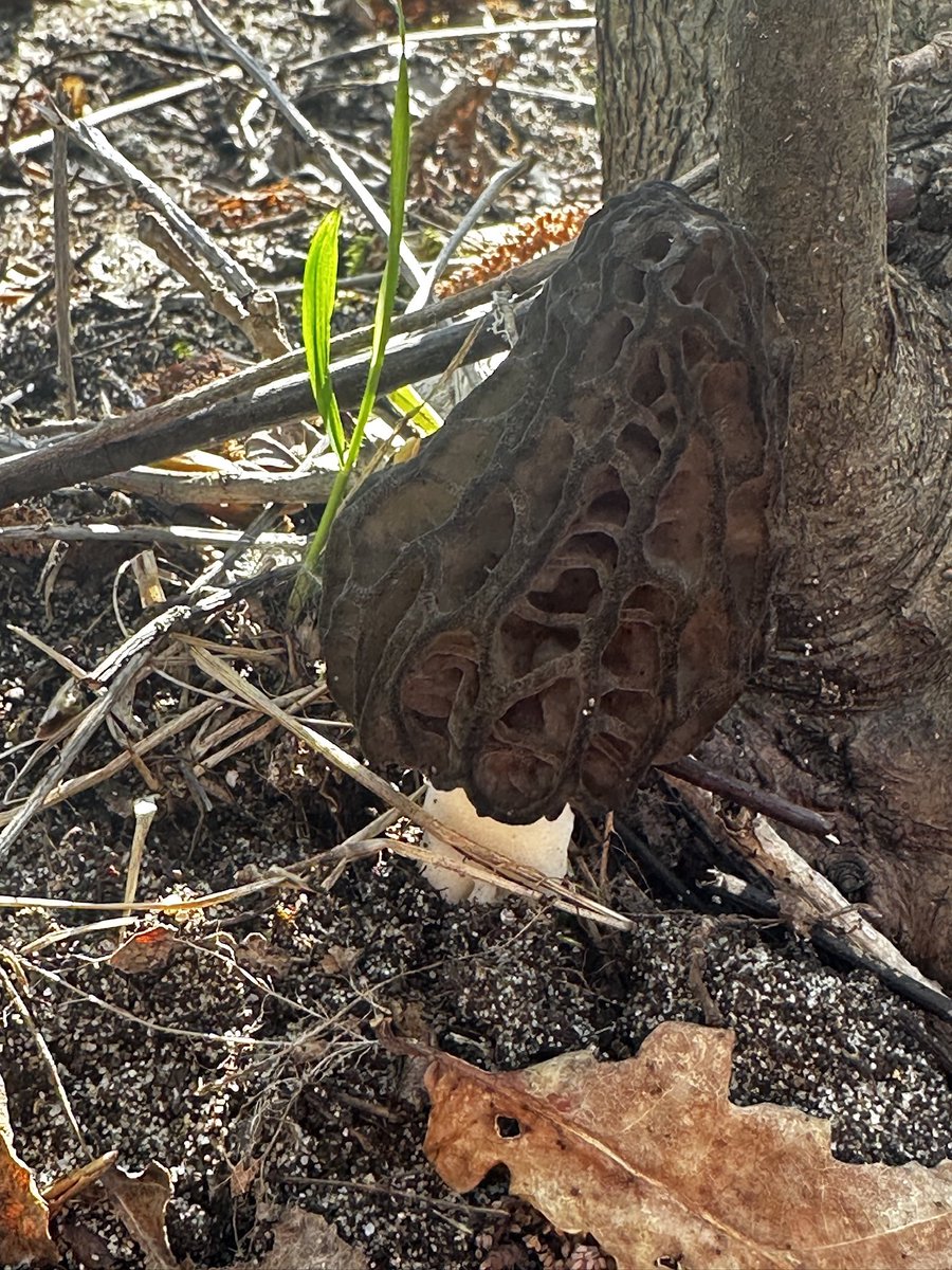 Trax51.hl 🫕🧀🏝 tweet media