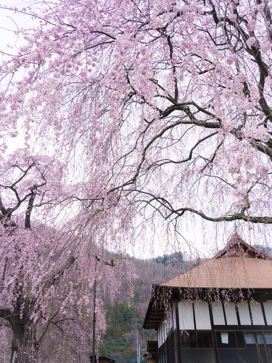 西群馬のしだれ桜めぐり
2026.04.04 11:28:16
中正寺のしだれ桜（上野村）