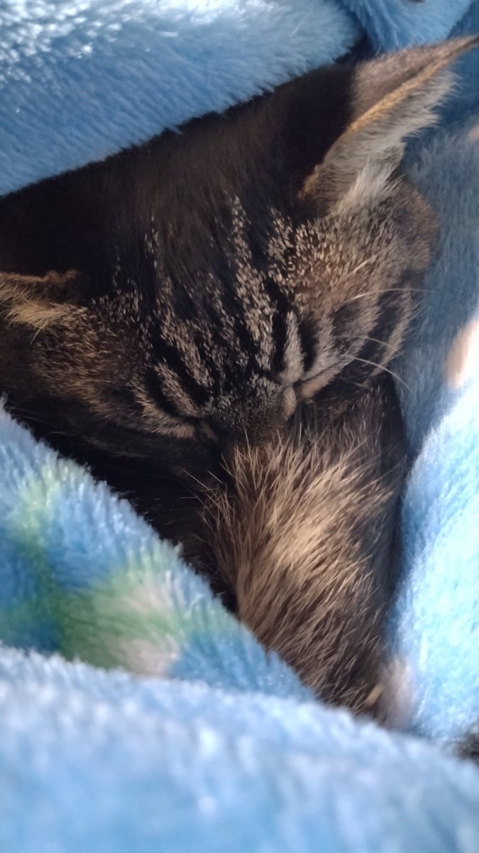 めー(にゃお)🐈 tweet media