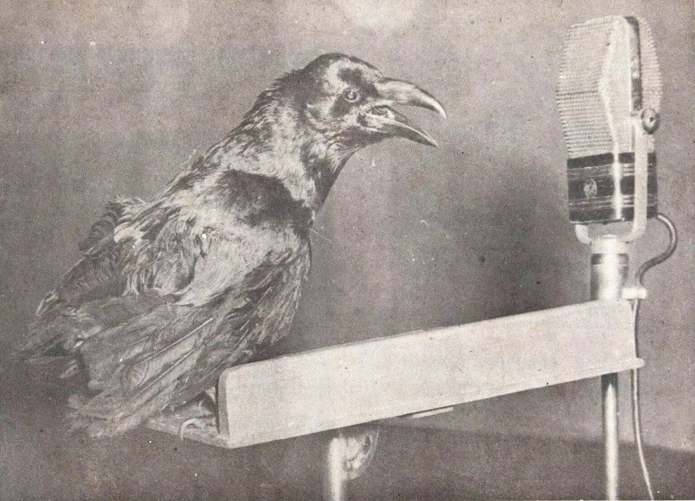 Vasco2027_'s tweet photo. DOM CORVO - PRIMEIRO E ÚNICO

Parece ser só um corvo mas é mais do que isso se tratando de uma competição continental como a Copa Sul-Americana.

Esse pássaro se trata do primeiro mascote do Vasco da Gama e também o primeiro mascote entre os times do Rio de Janeiro.

Dom Corvo foi o mascote do Vasco durante a época do lendário time do 'Expresso da Vitória' e esteve LITERALMENTE nos braços da torcida durante o título do Torneio Sul-Americano de Campeões de 1948.

Eu disse "LITERALMENTE" porque a torcida vascaína levava UM CORVO DE VERDADE para assistir aos jogos e para as rádios (já que os corvos FALAM).

Disputado no Chile, essa competição inspirou todas as competições continentais que já tivemos e até as que temos hoje, como a Copa Libertadores da América e a Liga dos Campeões da Europa (Champions League) pois foi a primeira competição continental de clubes de toda a história do esporte futebol.

Essa competição foi vencida pelo Vasco da Gama, do heroico goleiro Barbosa e do histórico mascote Dom Corvo.

Ao contrário do que alguns rivais CANALHAS dizem, essa competição tem um peso ENORME.
Além de contar com os times sul-americanos mais fortes daquela época, essa competição nunca deixará de ser a primeira competição continental da história do esporte FUTEBOL.

Viva o Expresso da Vitória!
Viva o Dom Corvo!
Viva o Vasco da Gama!
Viva o Esporte Futebol!