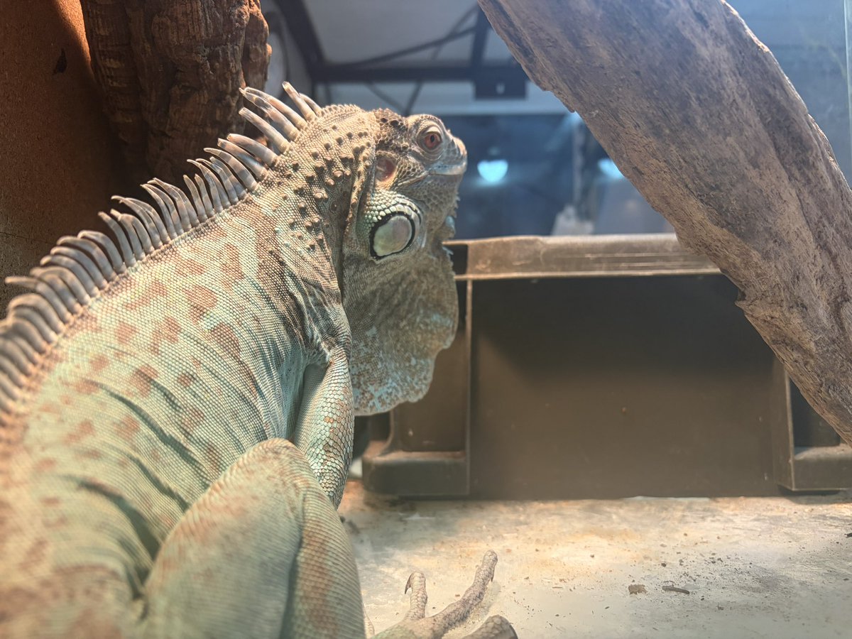 えだちゃん tweet media