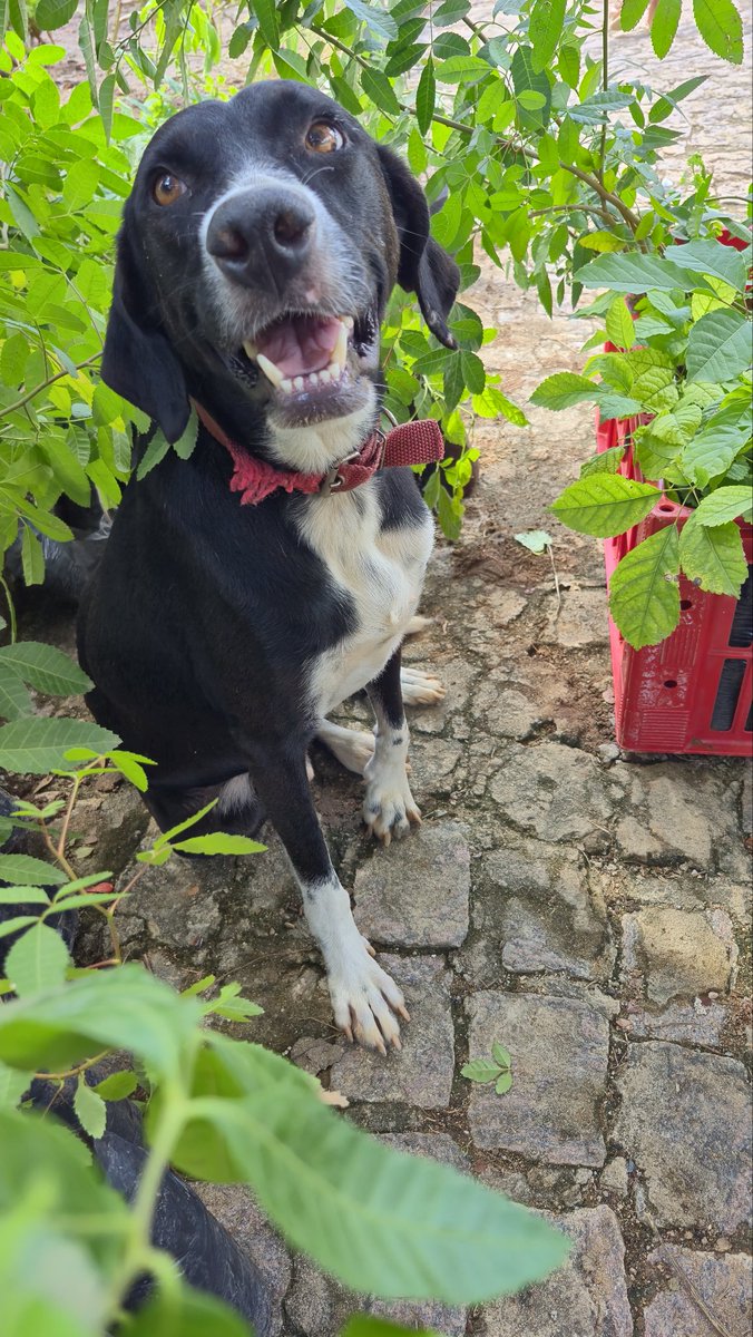 anak_moitinho's tweet photo. Jequitibá, fauna na flora https://t.co/kES3WhGXjV