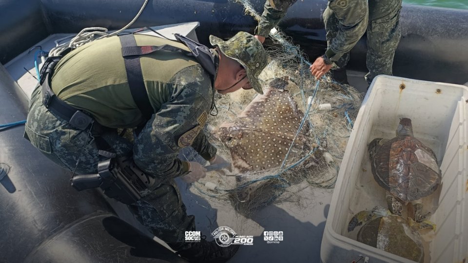 Polícia Militar do Estado de São Paulo tweet media