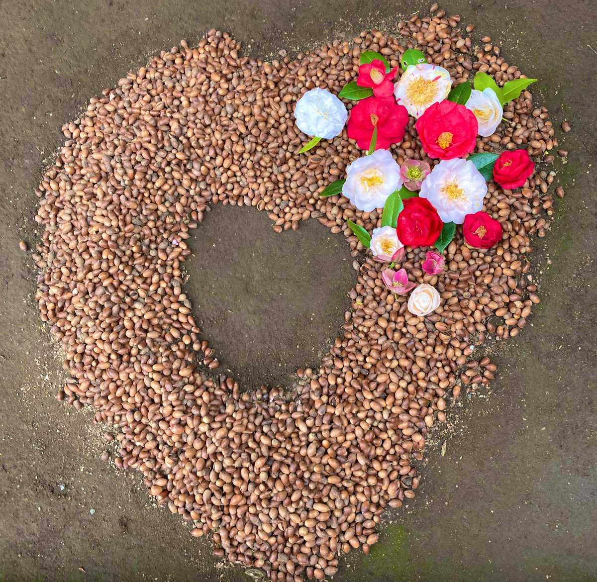 アマリリス tweet media