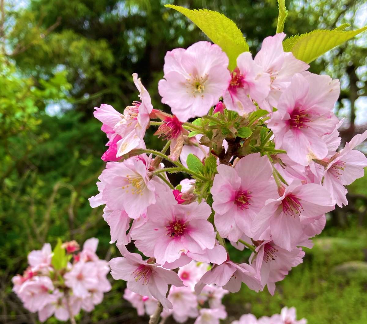 アマリリス tweet media