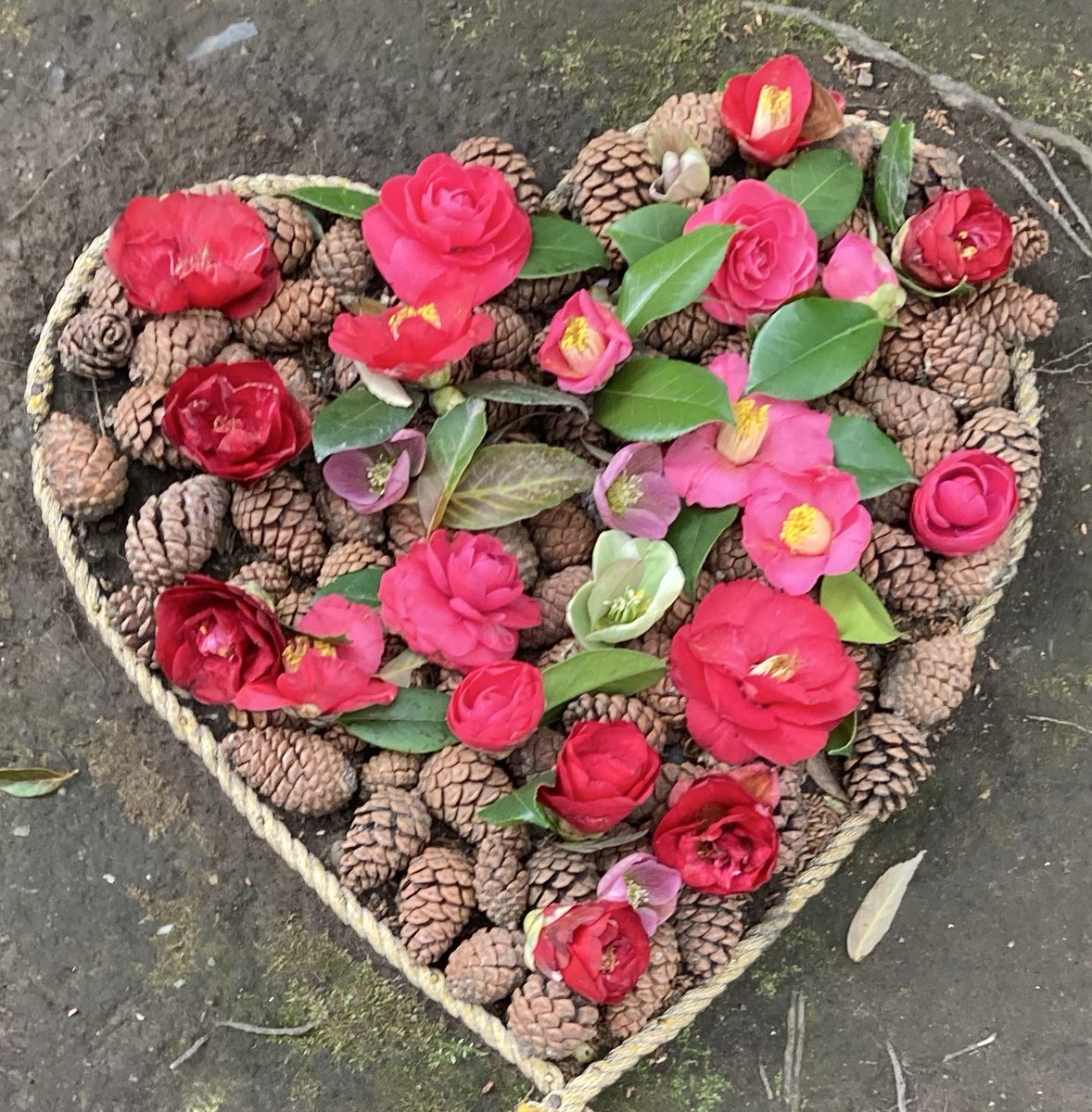 アマリリス tweet media