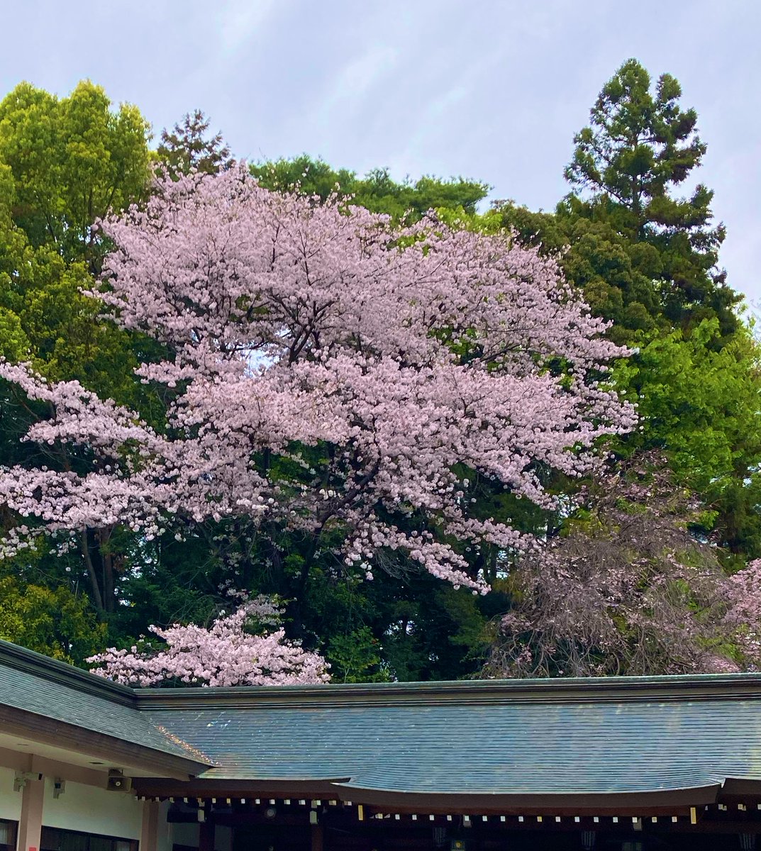 アマリリス tweet media