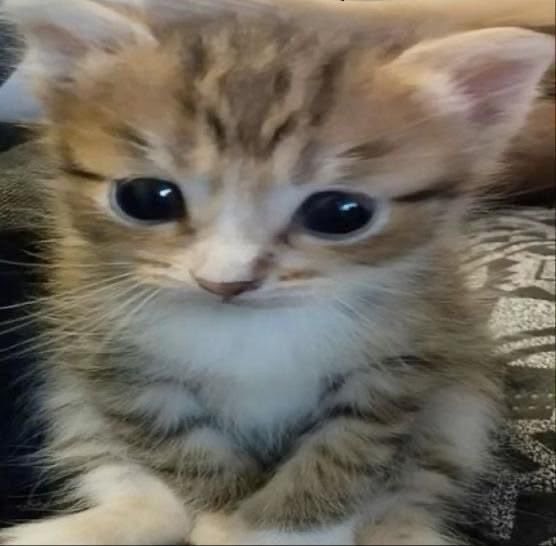 rresureection's tweet photo. yo viendo cómo al mutual al que le doy like no me da like https://t.co/7r3pQHnT64