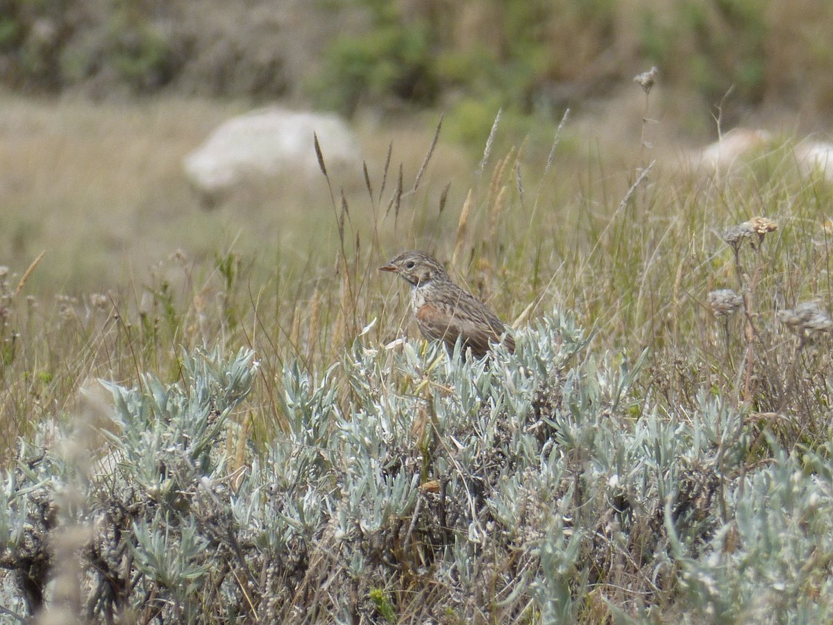 SaskPCAP's tweet photo. Be a steward of the grasslands! Learn more about your impact on birds and what you can do to help bird conservation:
https://t.co/Ma48l11GNL
Learn how you can keep cats safe and save birds lives:
https://t.co/10SRIiwsGo

#pcapprairie #saskparks #grasslands #exploresask #yqr #yxe https://t.co/lsxWlMR4TS