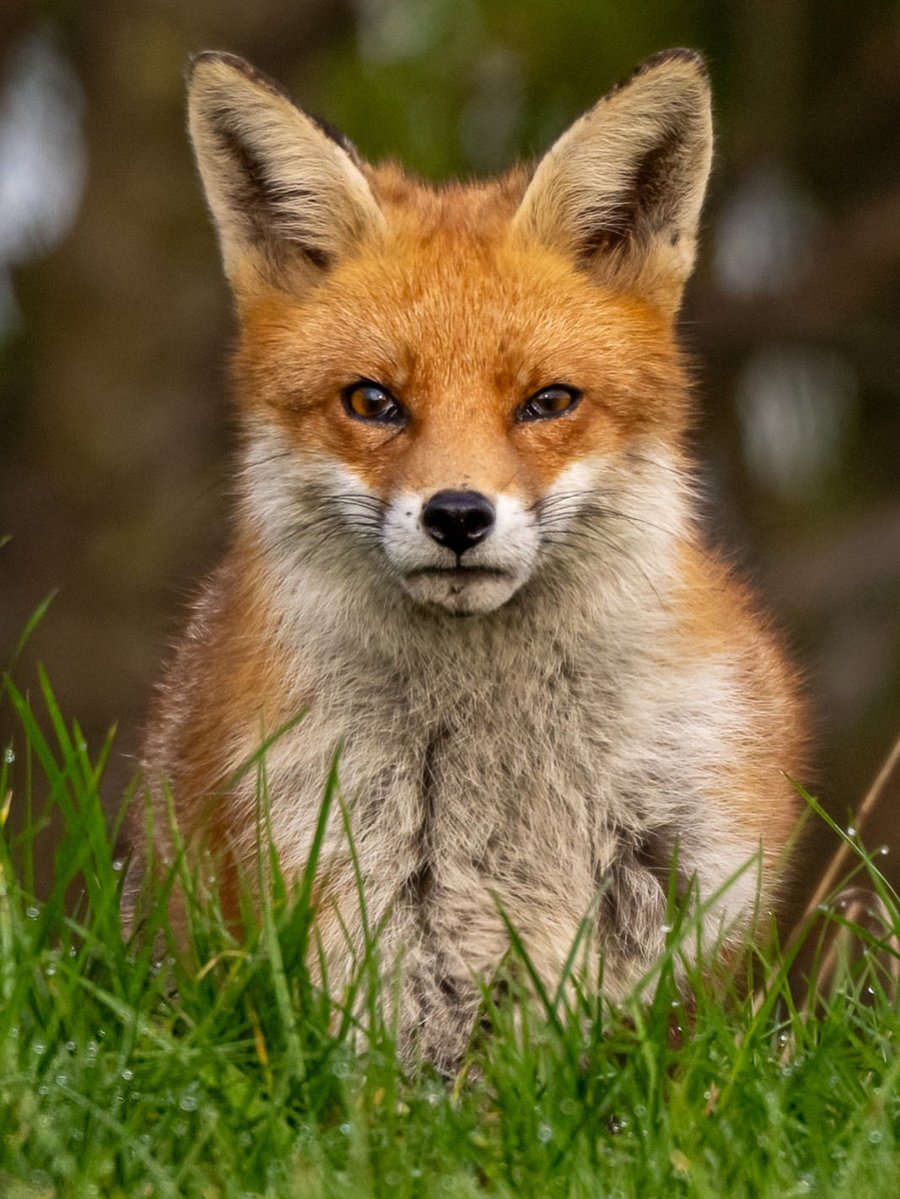 Allan Forsyth tweet media