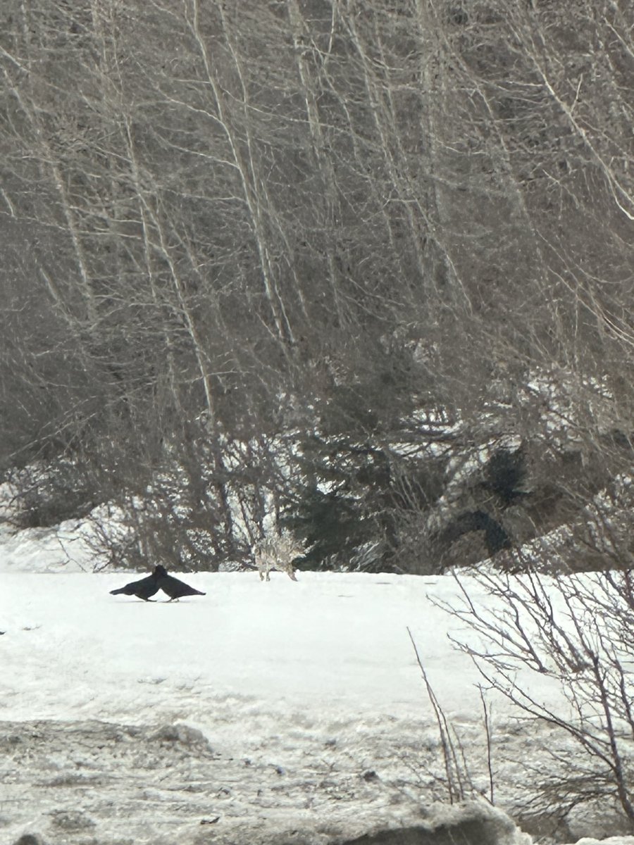 AKjscoon tweet media