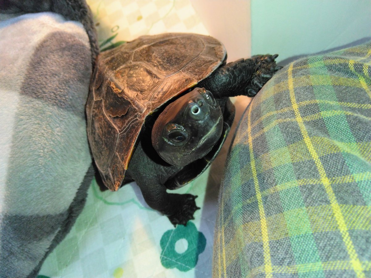 胡桃(くるくる)🐢
「遊ぼ？」