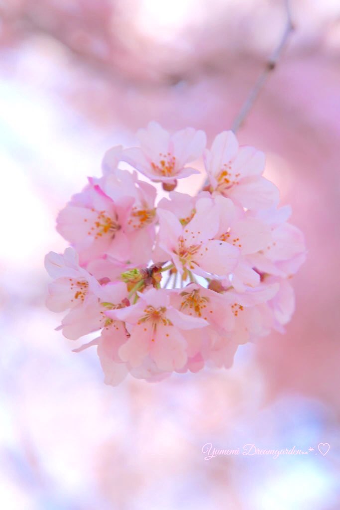 yumemi2288's tweet photo. 良い1日になりますように🌸

🌸.｡.:*:.｡.🌸.｡.:*:.｡.🌸.｡.:*:.｡🌸
#TLをお花でいっぱいにしよう https://t.co/7qvEqxryh7